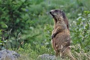 97 Una marmotta mi saluta conn un acutissimo fischio